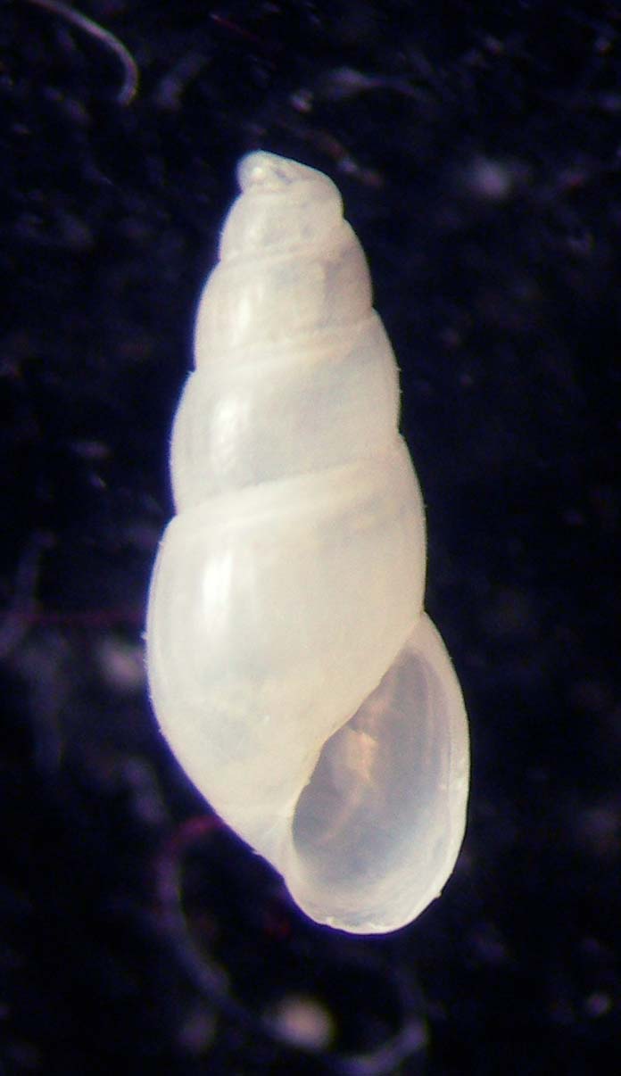 Odostomia erjaveciana